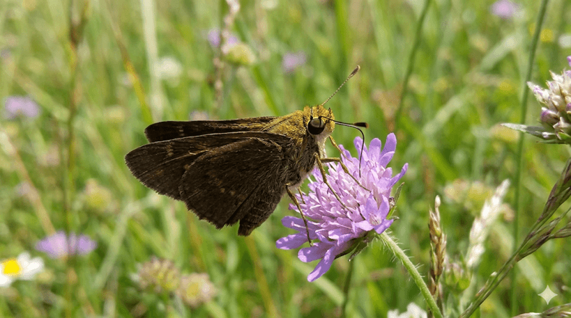 Dun Skipper